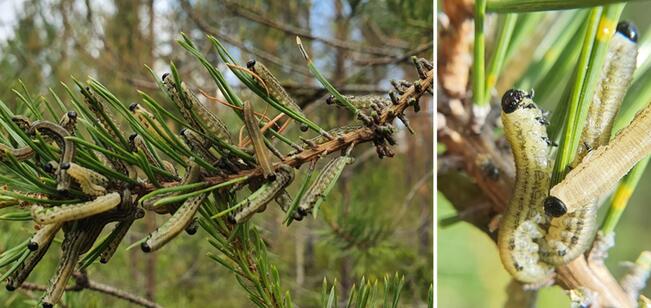 Ruskomäntypistiäisen toukkia männyn oksilla. 