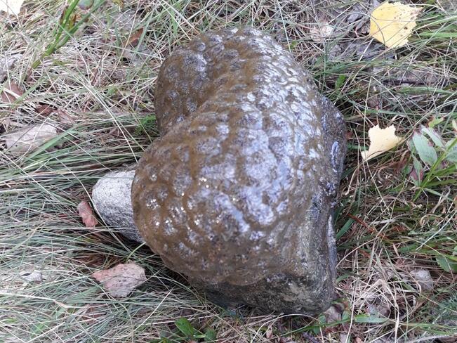 Hyytelösammaleläin.