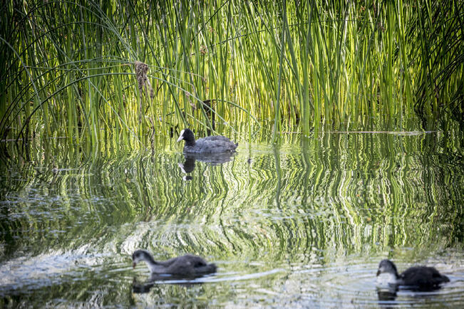 Nokikanan metsästys kielletään.