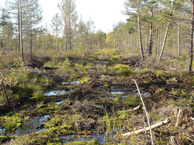 Ennallistettu räme yhden vuoden jälkeen. 