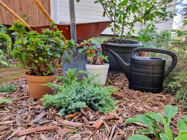 Syysistutukset antavat keväällä etumatkaa kasvien kasvuun ja kukintaan.