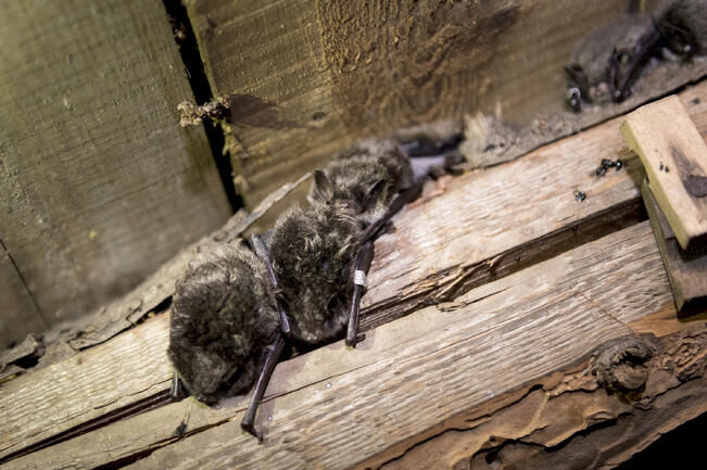 Vesisiippoja asuu Nautelankosken myllyssä.