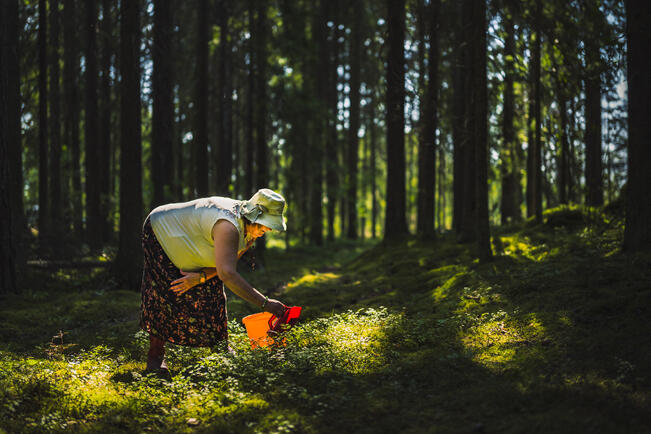 Marjastuspaikkojen etsimiseen voi hyödyntää Maanmittauslaitoksen maksutonta Karttapaikka-palvelua.