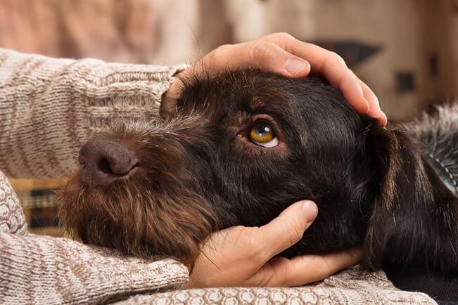 Ilotulitteet merkitsevät monelle eläimelle pelontäyteisiä tunteja.