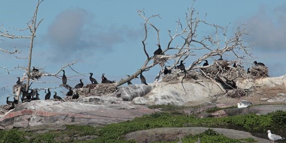 Merimetsoja pesimässä.