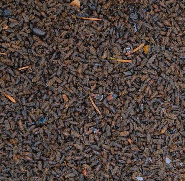 Kirjanpainajasaalis 17. elokuuta. 