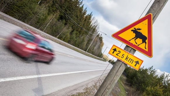 Ajonopeuden hidastaminen hirvivaara-alueella on paras tapa välttää hirvikolari.