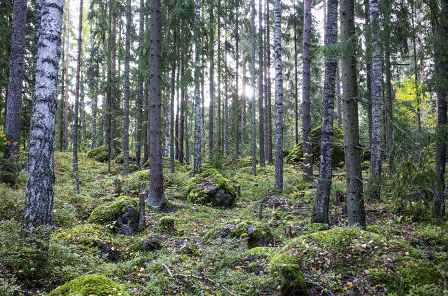Lounais-Suomen metsäohjelman päätavoitteena on alueen metsien kestävä hoito ja käyttö.