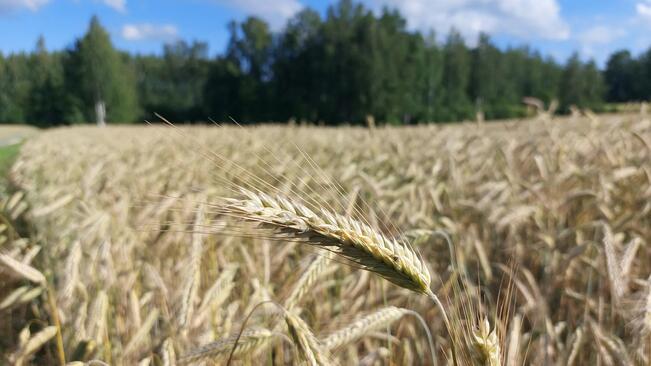 Rukiin laatu ei vastaa aikaisempien vuosien tasoa.