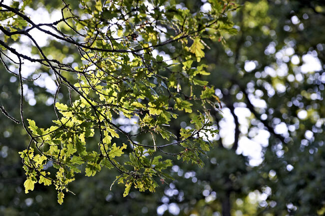 Ruissalossa on vähän 100–200-vuotiaita tammia.