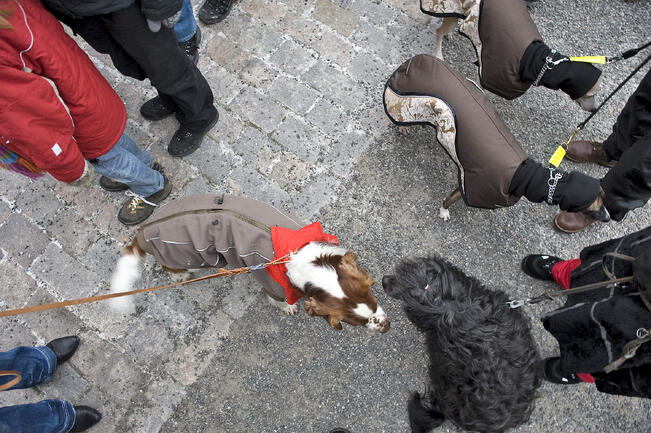 Mikaelinkirkon mäellä eläinten joulurauhanjulistus kajahtaa ilmoille sunnuntaina 10. joulukuuta. Kuva on vuodelta 2009.