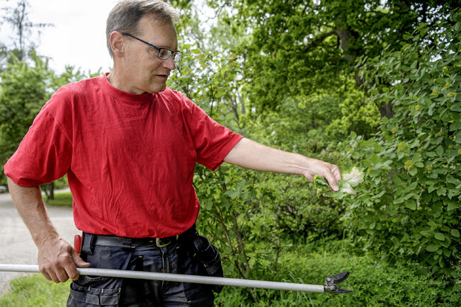 Ylipuutarhuri Simo Laine.