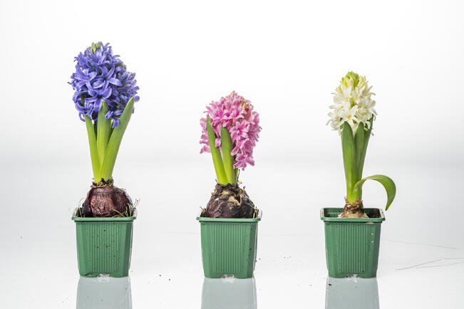 Hyasintti on toiseksi suosituin joulukukka.