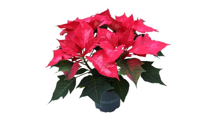 Klassisia kukkavalintoja täydennetään erilaisilla värivaihtoehdoilla.