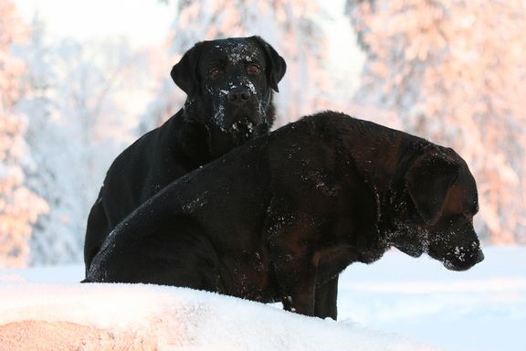 Labradorinnoutaja on ollut vuodesta 2009 alkaen Suomen suosituin koirarotu. 
