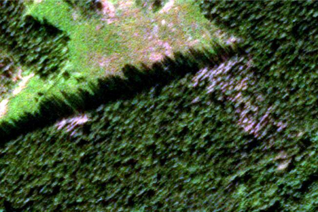 Satelliittikuva jossa kuolleet puut erottuvat harmaina. 