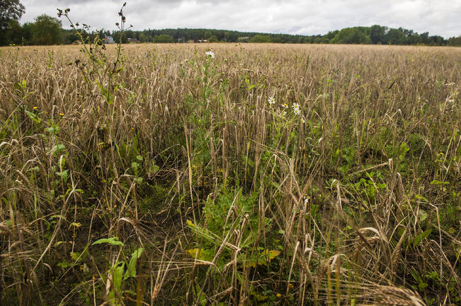 CAP-rahoitusta haettiin ympäristö- ja ilmastoasioiden kehittämiseen ja energiainvestointeihin. 