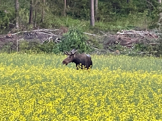 Suomen suurimmat hirvitiheydet ovat Lounaissaaristossa ja eteläisellä rannikolla. 