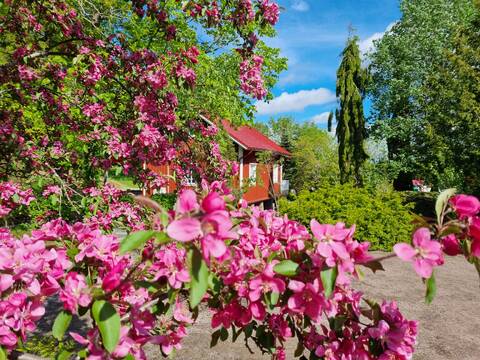 Kesäkuussa perustetaan hyötykasvimaita. Lukuisat alkukesän kukkijat ovat silloin parhaimmillaan.