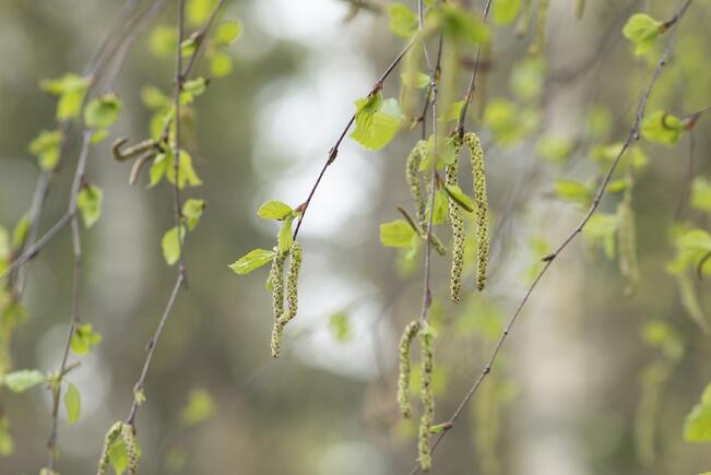 Koivu on Suomessa tavallisin siitepölyallergian aiheuttaja. Koivuallergisista 80-90 prosenttia saa oireita myös lepän ja pähkinäpensaan siitepölyistä.