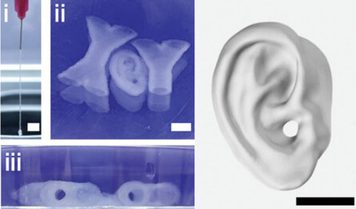 Biotulostuksessa kantasoluja sisältävät kudosmallit voidaan tulostaa haluttuun kolmiulotteiseen muotoon.