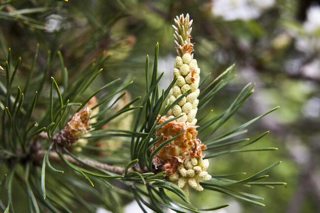 Männylle ennustetaan varsin runsasta kukintaa keväälle.