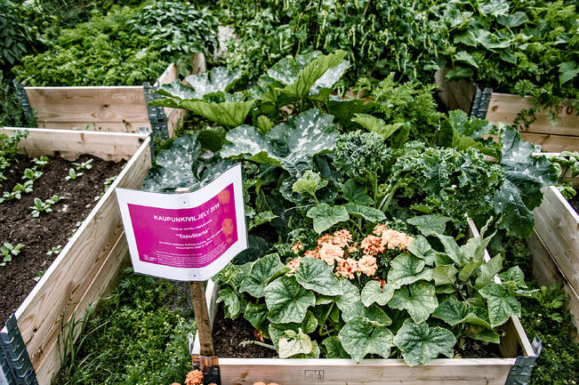 Ensimmäisenä laatikkoviljelysten vuonna Turun Martissa koottiin peräti kaksitoista laatikkoa hiekkakentän laidalle. Tänä vuonna laatikoiden määrää on nostettu sadalla. 