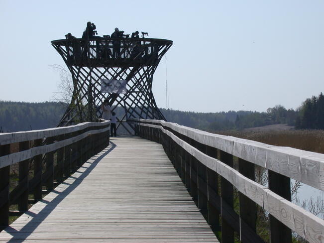 Torneista havaittiin yli 200 lintulajia.