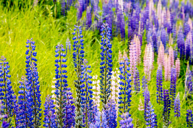 Vieraslajien torjunta keskittyy haitalliseksi luokiteltujen vieraskasvilajien, kuten komealupiinien poistoon.