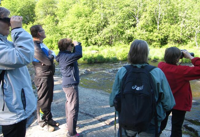 Nautelankosken rannalla kiikaroitiin telkkäpoikuetta vuoden 2017 linturetkellä.