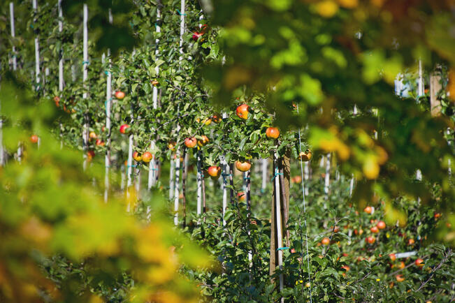 Ahvenanmaa on omenanviljelyn kehto Suomessa. 