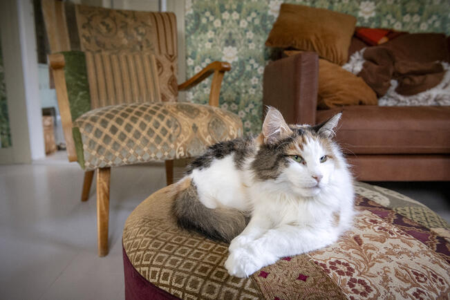 Hammasresorptio eli hammassyöpymä on vakava kissojen suusairaus, joka johtaa usein vaurioituneen hampaan poistamiseen.