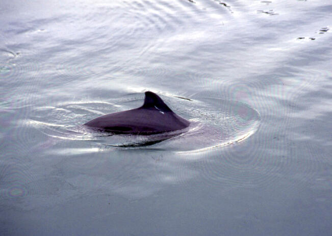 Parhaiten pyöriäishavaintoja voi tehdä iltaisin kun sää on tyyni.