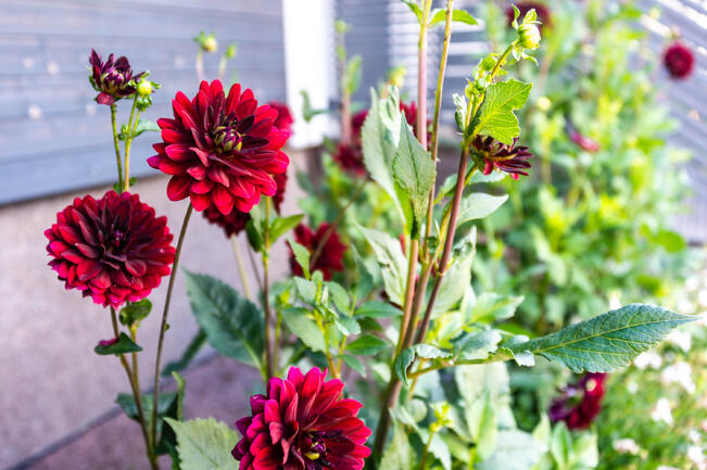 Tumman liilapunaisia Arabian nights -daalioita.