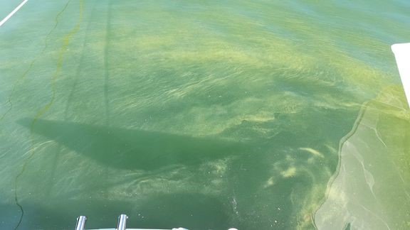 Sinilev&#228;&#228; on havaittu hyvin runsaissa m&#228;&#228;rin erityisesti Saaristomeren sis&#228;- ja v&#228;lisaaristossa.