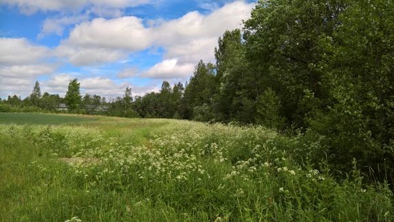 Piennaralueet ja luonnonhoitonurmet ovat t&#228;rkeit&#228; linnustolle.
