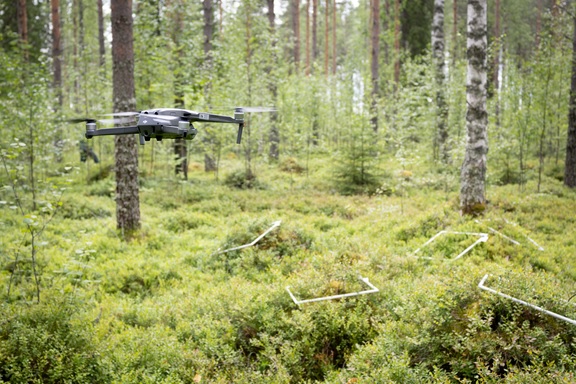 Tutkimuksessa hyödynnetään autonomisia drooneja sekä konenäkömenetelmiä marjojen laskennassa. 