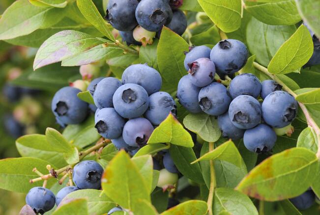 Pensasmustikka on marjana miellyttävän aromikas ja pehmeä.