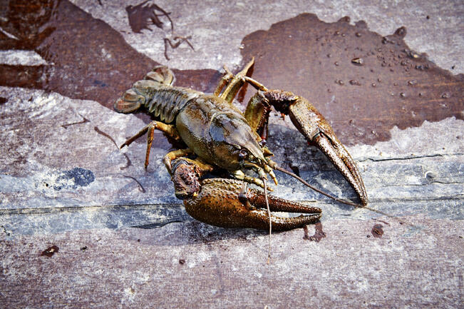 Suurin uhka jokirapukannoille on rapurutto.