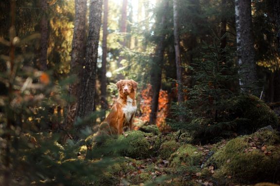 Mets&#228;styslain mukainen koirien kiinnipitoaika p&#228;&#228;ttyy koko maassa tiistaina 20. elokuuta. 