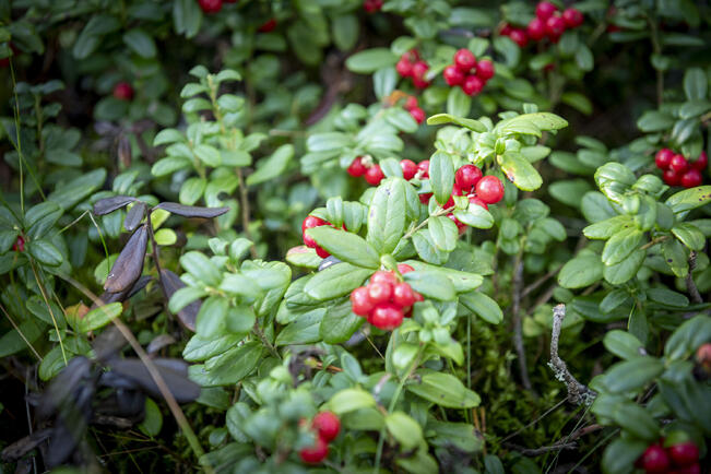 Etelä-Suomesta löytyy jo paikoin kypsää puolukkaa.