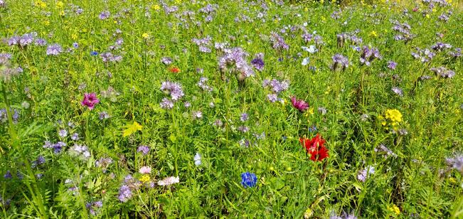 Maisemakukkia Satavan pellolla.