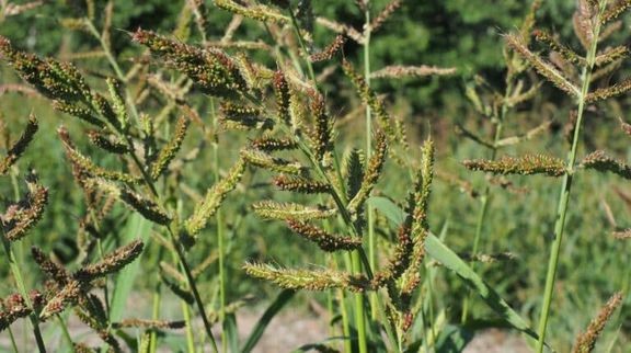 Rikkakananhirssi&#228; on havaittu muun muassa ulkomaisissa niittykasvi-, maisema- ja riistakasvien siemenseoksissa sek&#228; nurmikasvieriss&#228;. 