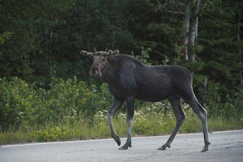 Ajonopeuden hidastaminen hirvivaara-alueella on paras tapa välttää hirvikolari.