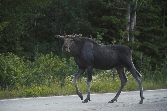 Ajonopeuden hidastaminen hirvivaara-alueella on paras tapa välttää hirvikolari.