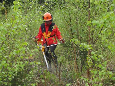 Metsäkeskuksesta voi hakea tukea esimerkiksi taimikon ja nuoren metsän hoitoon.