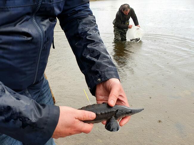 Atlantinsammen poikasten istutus Narvajokeen vuonna 2022. Osa poikasista istutetaan vastakuoriutuneena, osa jatkokasvatetaan Virossa Põlulan kalankasvatuslaitoksessa. Etualalla oleva kaksikesäinen atlantinsampi on merkitty t-ankkurimerkillä.