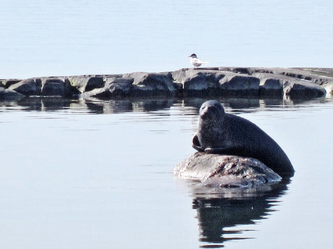 Sekä itämerennoprpan että harmaahylkeen kannat ovat vahvat ja elinvoimaiset.
