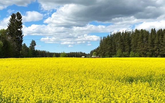 Varsinais-Suomen ilmasto-olosuhteet tarjoavat rypsille ja rapsille hyv&#228;t edellytykset.  
