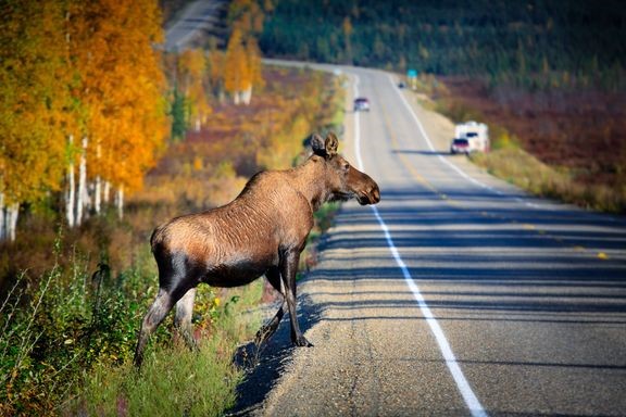 Pime&#228;&#228;n aikaan loka–joulukuussa sattuu noin puolet kaikista el&#228;inkolareista.